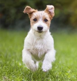 SaddleBrooke Pet Rescue Network